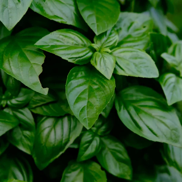 Living Basil & Herb Duo — Fresh Produce at Peasley Store