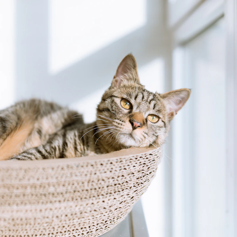 Plush Cat Cave Bed β Pet Supplies at Peasley Store